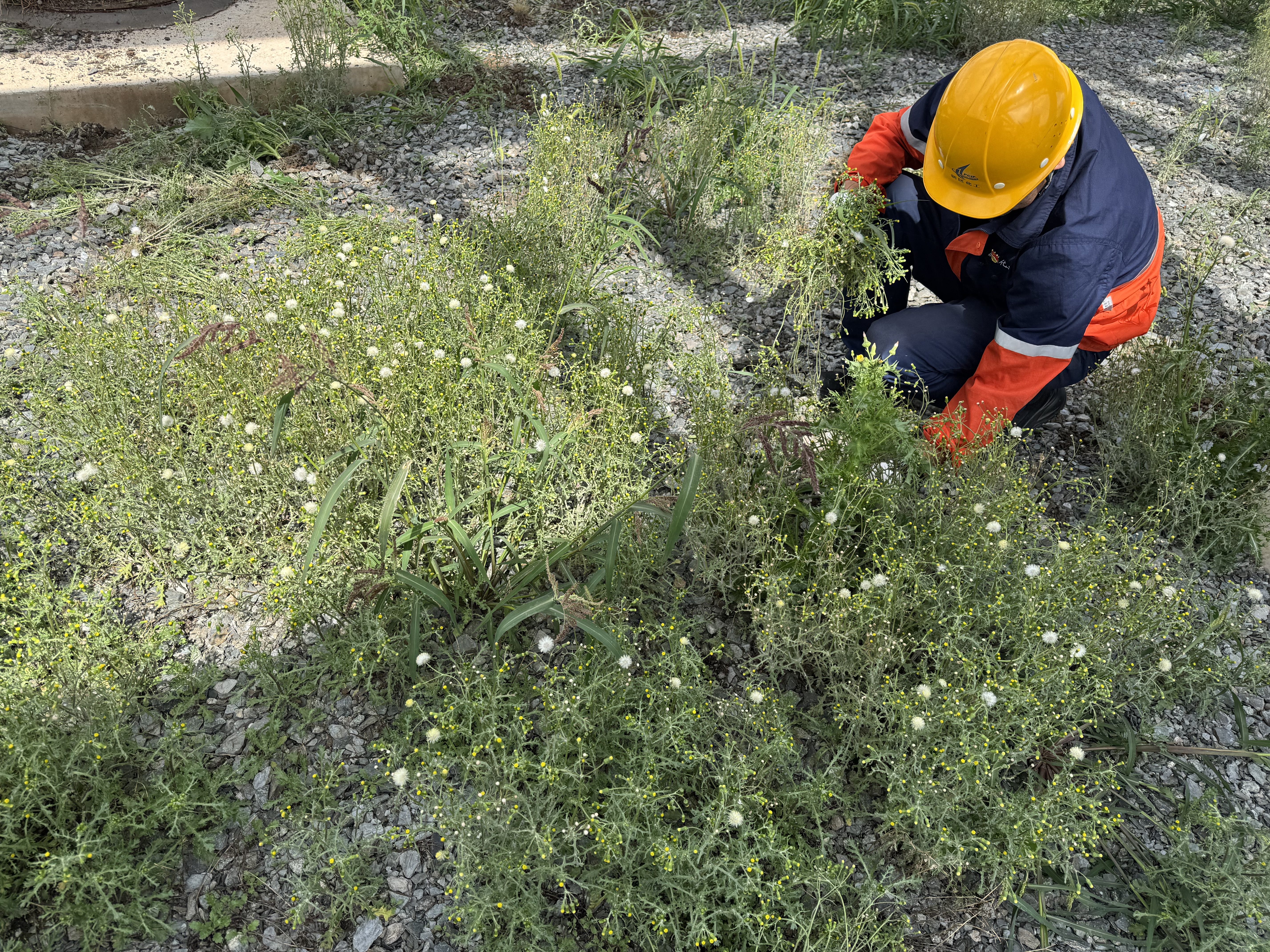 202509291759126341188515.jpg edd0d1dead701d57e7aecd8fb2c24f8f.jpg